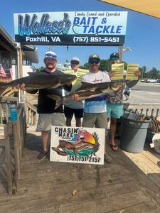 Two cobia fish caught in Hampton, Virginia