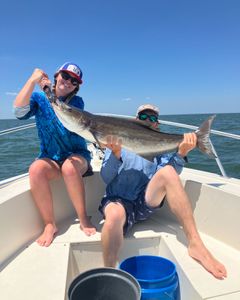 Cobia fish caught while fishing in Hampton