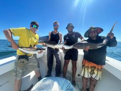 Three cobia caught while fishing in VA