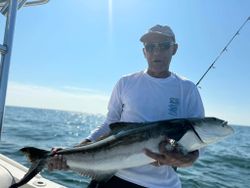 A cobia fish caught by a fisherman in VA