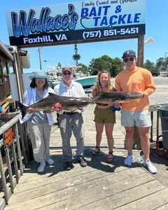 2 cobia fish caught in VA