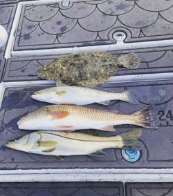 Diverse Catches Today In Florida's Inshore