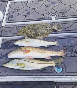 4 snook, spotted weakfish and winter flounder fishing in hudson