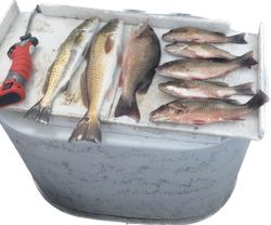 8 black drum, grey snapper, redfish, and spotted weakfish caught while fishing in FL