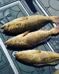Three fishing rods with a scenic landscape in the background, located in FL