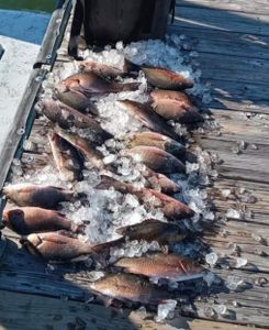 Two fish caught in Hudson