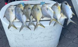 6 Florida Pompano fish caught while fishing in Hudson