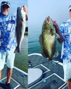 Gag grouper fish caught in FL