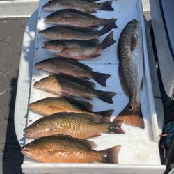 Nine colorful redfish, grey snapper, and mangrove red snapper caught in Hudson
