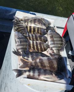 Six sheepshead fish caught in FL