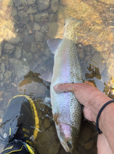 Fish-Species
