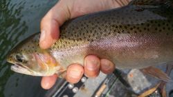 A fisherman holding a rainbow trout in Kentucky