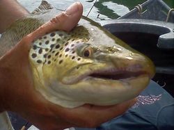 One fisherman with fishing rod in Burkesville