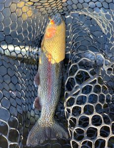 Fishing in Kentucky
