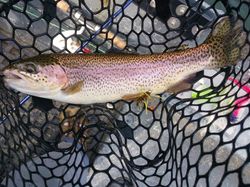 A rainbow trout fish caught in KY