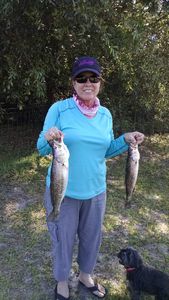 Sea Trout catches in Florida fishing