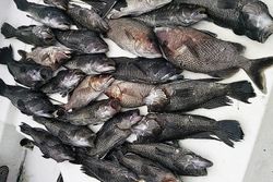 Black Sea Bass in Crystal River, FL