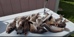 3 fish caught while fishing in FL