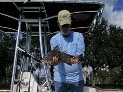 Black Drum in Crystal River