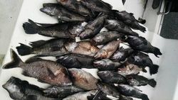 Four sea bass caught in Crystal River