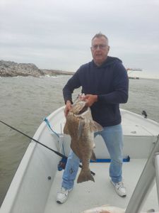 Photograph of a Black Drum fish caught while fishing in TX