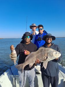 Two black drum and sheepshead fish caught in Port O'Connor