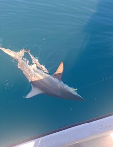 Dusky Smooth-Hound fish caught while fishing in TX