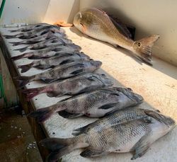 Four fish caught while fishing in Port O'Connor