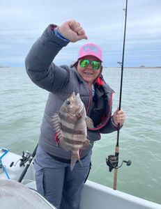 One Sheepshead fish caught fishing in TX