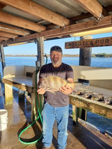 Sheepshead fish caught in Port O'Connor