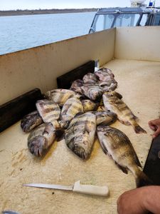 Four sheepshead fish caught in TX