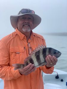 Photo of a 13-inch sheepshead fish caught while fishing in TX