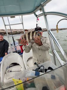 Sheepshead fish caught while fishing in Port O'Connor