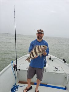 Sheepshead fish caught in TX