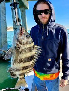 Sheepshead fish caught on fishing trip in Alabama