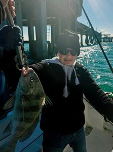 Catching a black drum fish in Orange Beach