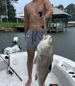 Black Drum fishing in Orange Beach