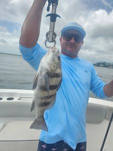 Black drum fish caught while fishing in Orange Beach Alabama