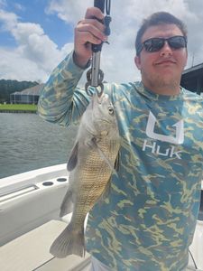 Black drum fish caught while fishing in Orange Beach Alabama