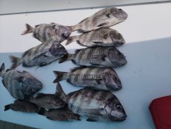 9 sheepshead, black drum, and grey snapper fish caught while fishing in AL