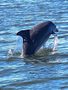 Large fish jumping out of water near Orange Beach AL during fishing trip