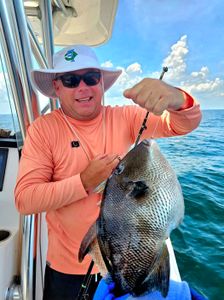 Grey triggerfish catch on fishing boat in Orange Beach Alabama waters