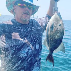 Grey triggerfish caught while fishing in Orange Beach Alabama