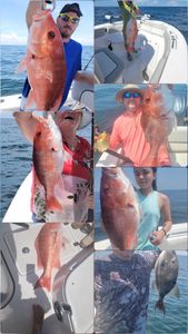 6 mutton snapper fish caught fishing in Alabama