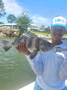 Black drum catch held up while fishing in Orange Beach Alabama