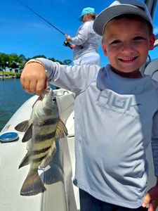 Black drum fish caught while fishing in Orange Beach AL