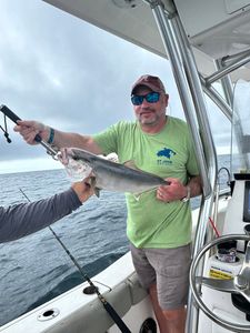 Greater amberjack caught while fishing in Orange Beach Alabama
