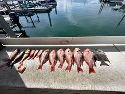Fresh caught red snapper and spadefish displayed on dock at Orange Beach AL marina