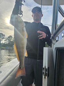 Fresh caught redfish displayed on fishing boat in Orange Beach Alabama