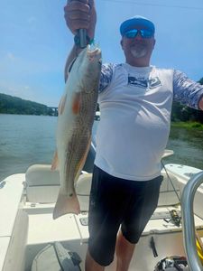 Redfish caught while fishing in Orange Beach AL